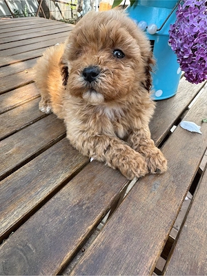 Maltipoo Toy Fetita  - imagine 5