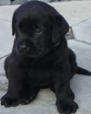 Labrador Retriever 