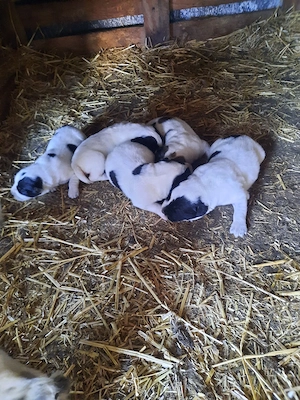 Căței Ciobanesc de asia centrală