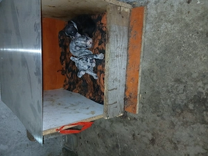 Vind carei buldog francez virsta 6 saptamini 