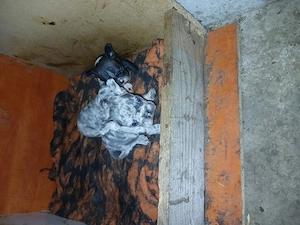 Vind carei buldog francez virsta 6 saptamini  - imagine 2