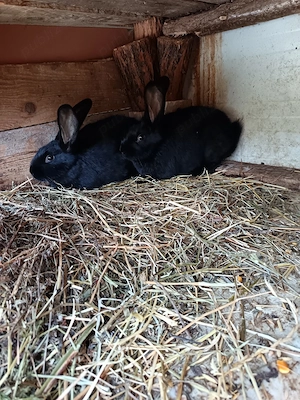 Vand doua femele fluture janet german  - imagine 2