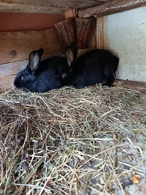 Vand doua femele fluture janet german 