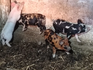 Vând purcei - imagine 3