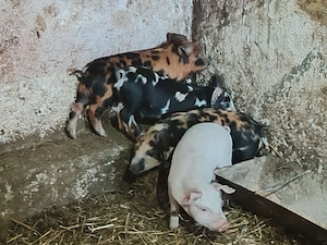 Vând purcei - imagine 2