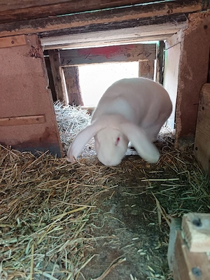 Vand femela berbec german 