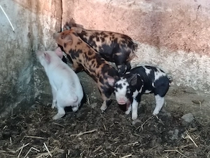 Vând purcei - imagine 4