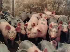 Vând purcei petreni