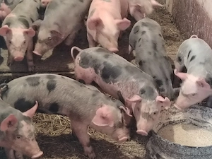 Vând purcei petreni - imagine 4