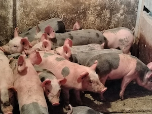 Vând purcei petreni - imagine 3