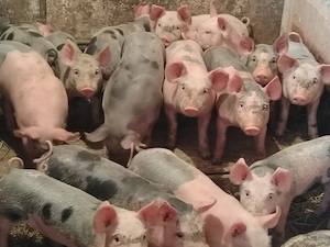 Vând purcei petreni - imagine 2