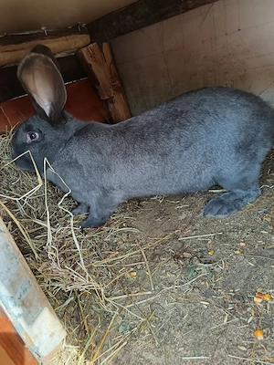 Vand femela și mascul fluture albastru german  - imagine 2