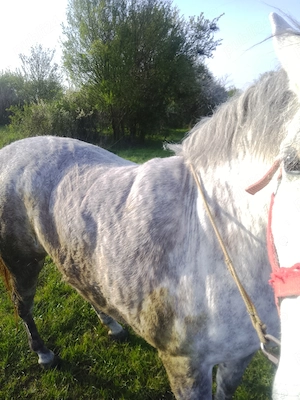 Vând cal în vârstă de 7 ani 