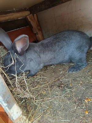 Vand femela și mascul fluture albastru german 