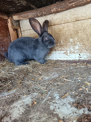 Vand femela și mascul fluture albastru german  - imagine 3