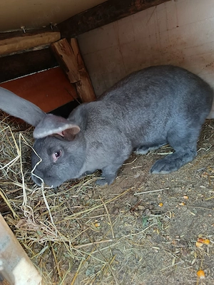 Vand femela și mascul fluture albastru german  - imagine 4