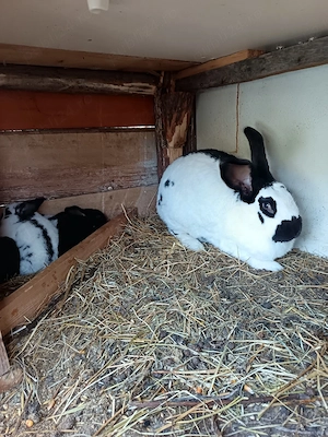 Vand femela fluture pestrit german  - imagine 2