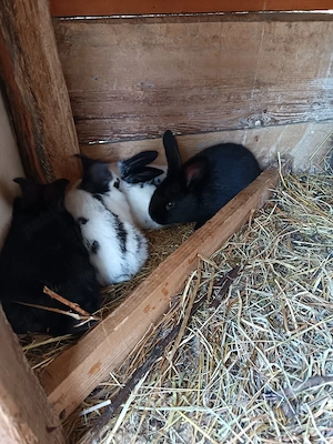 Vand femela fluture pestrit german 