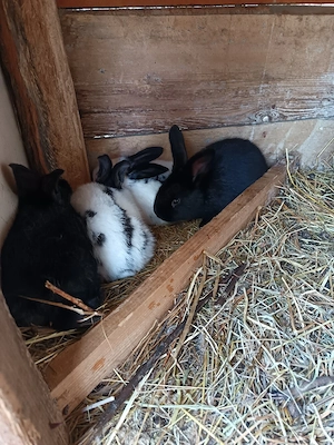 Vand femela fluture pestrit german  - imagine 3