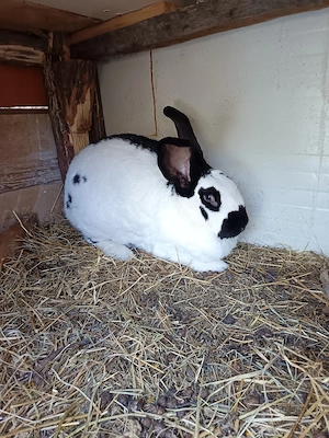 Vand femela fluture pestrit german  - imagine 4