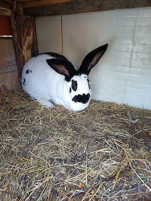 Vand femela fluture pestrit german  - imagine 5