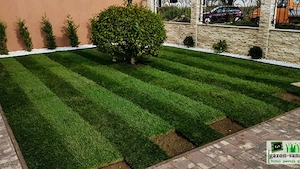 Plante Ornamentale Premium