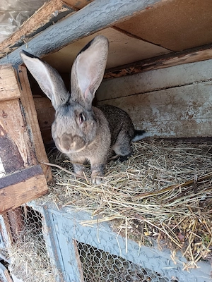 schimb mascul urias german pe un mascul berbec german original  - imagine 2