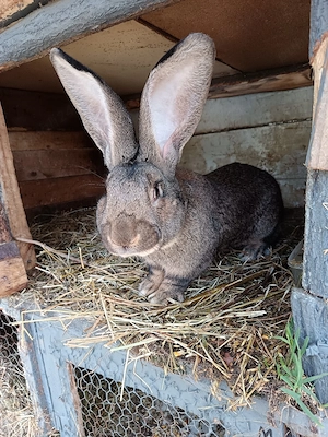 schimb mascul urias german pe un mascul berbec german original 