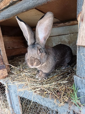 schimb mascul urias german pe un mascul berbec german original  - imagine 5