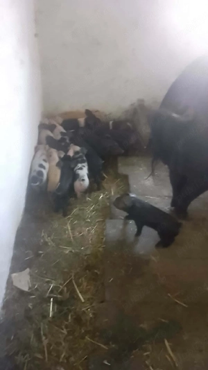 vând scrofa cu 14 purcei  - imagine 2