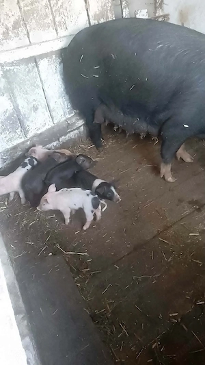 vând scrofa cu 14 purcei  - imagine 4
