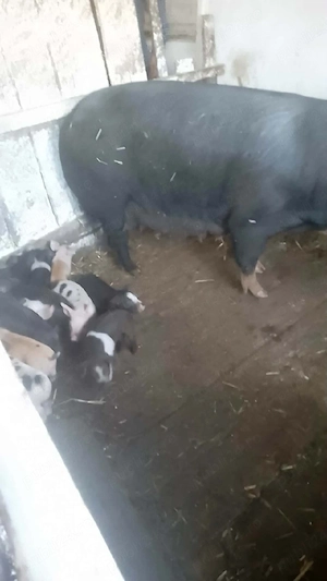 vând scrofa cu 14 purcei 