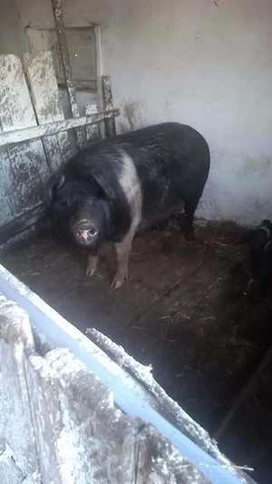 vând scrofa cu 14 purcei  - imagine 3