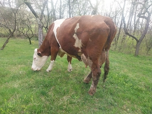 Vaci rasa Montbeliart foarte bune de lapte 