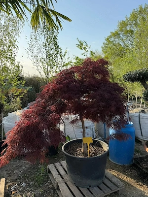 Plante Ornamentale Premium 