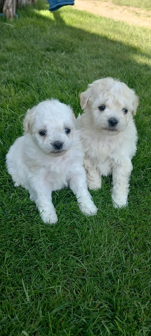 bichoni maltez de vanzare