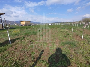 Grădină 862 mp cu cabanuta și pomi fructiferi – între Tălmaciu și Sadu - imagine 2