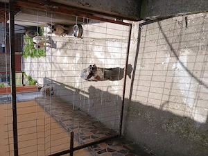 Vind catelusa buldog francez virsta 1an si 6 luni  - imagine 3