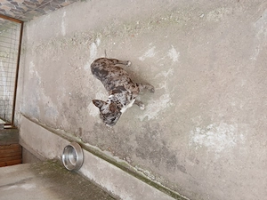 Vind catelusa buldog francez virsta 1an si 6 luni 