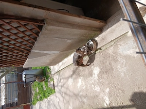 Vind catelusa buldog francez virsta 1an si 6 luni  - imagine 2