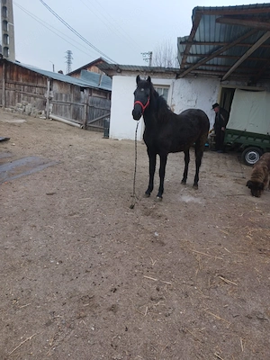 Vând mânză din cai mari!