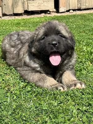 Ciobănesc caucazian