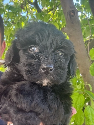 Maltipoo Toy Fetita  - imagine 3