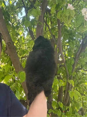 Maltipoo Toy Fetita  - imagine 5