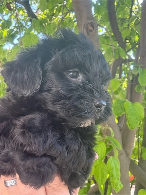 Maltipoo Toy Fetita  - imagine 2