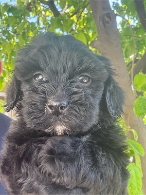 Maltipoo Toy Fetita  - imagine 4