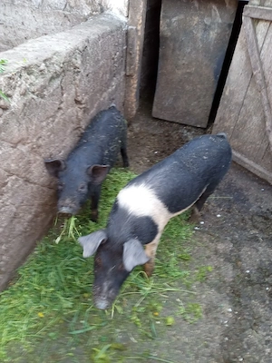 Vând soldani intre 14 si 17 săptămâni 