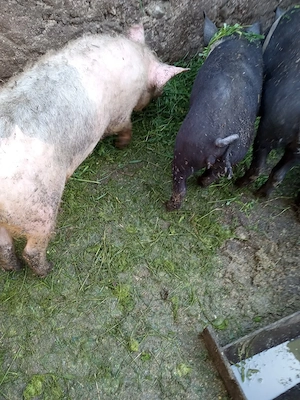Vând soldani intre 14 si 17 săptămâni  - imagine 2