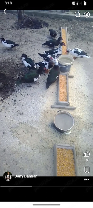 Ou  de Rate Mute 3 lei bucata - imagine 2