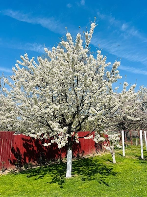 Casa in Ramnicu Valcea - imagine 9